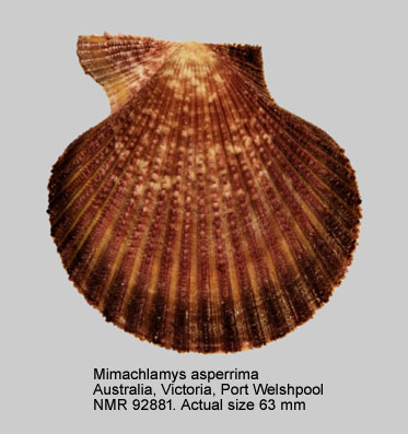 Mimachlamys asperrima (23).jpg - Mimachlamys asperrima(Lamarck,1819)